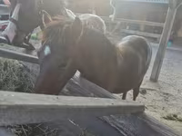 حصان, Welsh Cob — الصورة 6