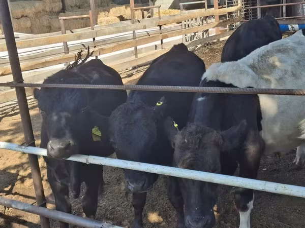 Bull, Aberdeen-Angus