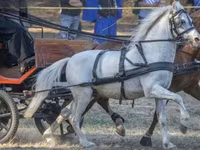 公马, Horses — 照片 2