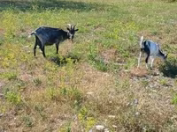 母山羊, Goats — 照片 6