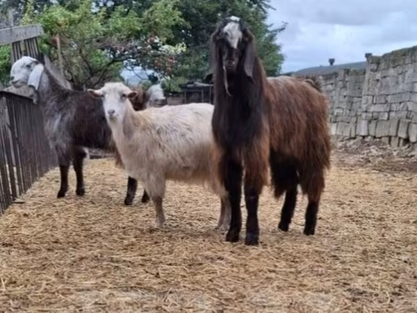 Cabras (lote, sexo no especificado), Cabras