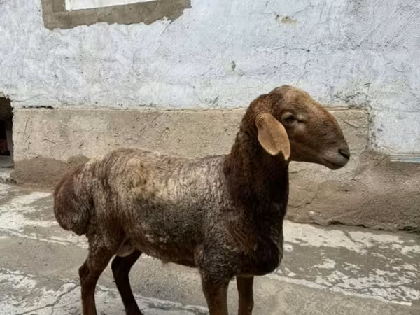 Sheep (batch, sex not specified), Sheep