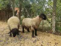 Ram, White Suffolk sheep — photo 1
