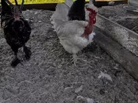 Chickens — 1. fotó