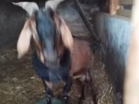 Kozel, Nubian Goat — foto 8