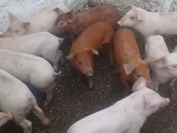 Boar, Pigs