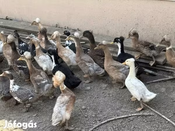 Ducks — Magyarország