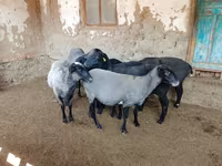 نعجة, Romanov sheep — الصورة 2
