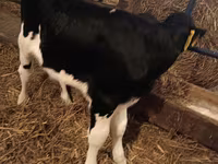 Bika, Simmental cattle — 7. fotó
