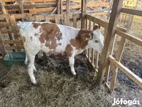 Toro, Simmental cattle — foto 1