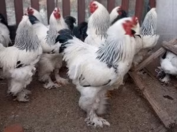 Brahma — Hungary