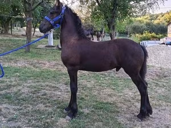 Hing, Friesian — Magyarország