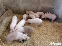 Säue, Schweine — Foto 5