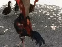Shamo chickens — foto 1