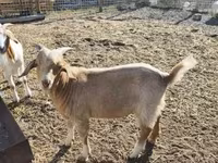 Billy Goat, Goats — photo 4