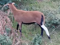 Oveja, Cameroon sheep — foto 4