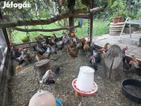 Dutch Bantam — photo 7