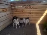 公山羊, Goats — 照片 4
