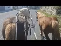 Caballo, Caballos — foto 3