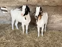 Cabra, Boer goat — foto 2