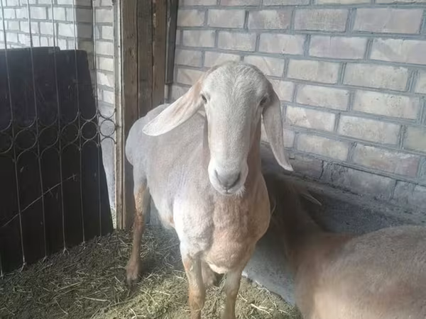 Nőstény kecske, Nubian Goat