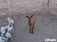 Nőstény kecske, Alpine goat — 5. fotó