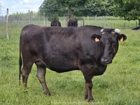Tehén, Wagyu — 1. fotó