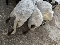 Sheep, Dorper sheep — photo 2