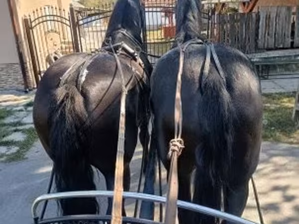 فرس, Friesian