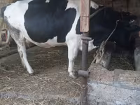 Cow, Russian Black pied cattle — photo 6