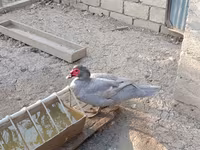 Ducks — Foto 4