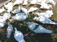 Ducks — 2. fotó