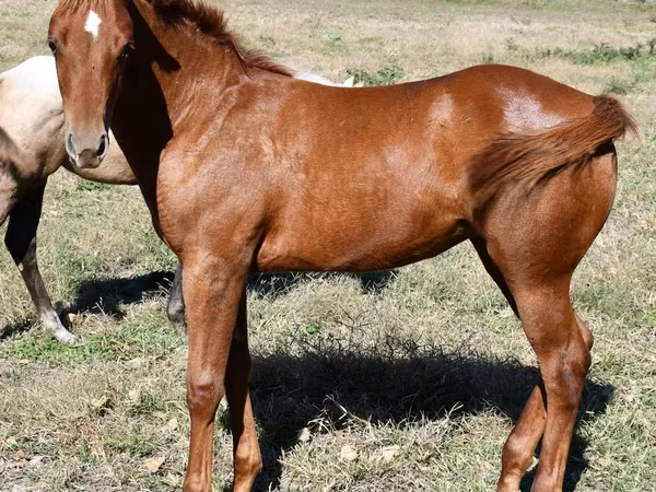 Klisna, Quarter Horse