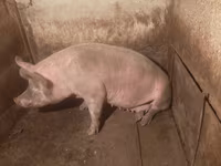 Locha, Świnie — zdjęcie 3