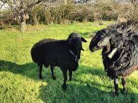 Carnero, Tian-Shan semifinewool sheep — foto 2