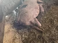 Süldőanya, Sertések — 8. fotó