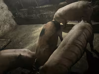 Boar, Pigs — photo 2