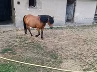 Klisna, Koně — foto 2