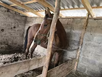 Cavalo, Cavalos — foto 1