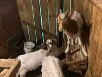 Bak, Alpine goat — 1. fotó