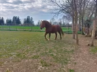 घोड़ी, Hungarian horse breed — फ़ोटो 5