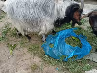 Goat, Goats — photo 2
