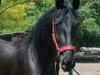 母马, Friesian — 照片 2