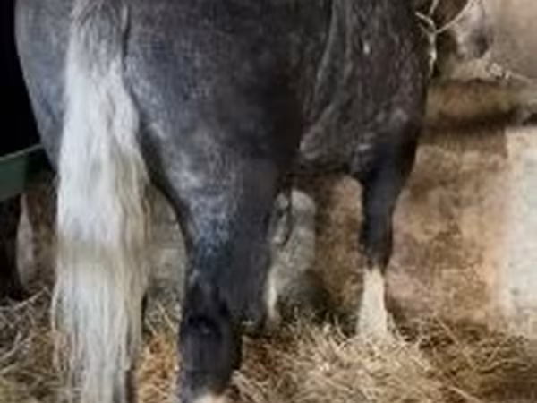 Horses (batch, sex not specified), Horses