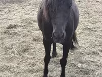母马, Horses — 照片 2