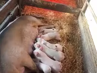 Pigs (batch, sex not specified), Pigs — photo 2