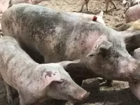Säue, Schweine — Foto 3