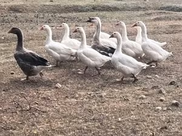 Szürke és szürkefoltos dán lúd — Magyarország