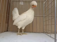 Chickens — फ़ोटो 3