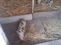 Eber, Schweine — Foto 7